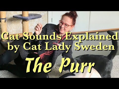 Cat Sounds Explained: The Purr