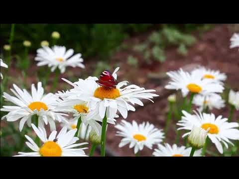 Opwekking 570 Dit is de tijd van Elia