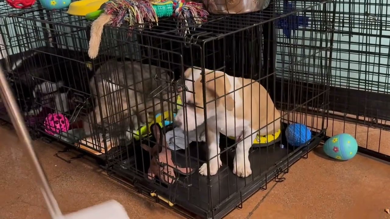 Enlarge Bella Pepper Snickers, a ADOPTABLE mixed breed in Walnut Creek, CA video 1/5