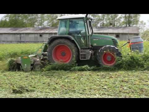 Winterharte Gründüngung einfräsen!