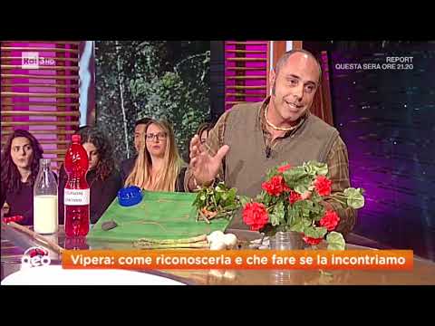 Vipera:come evitare di essere morsi