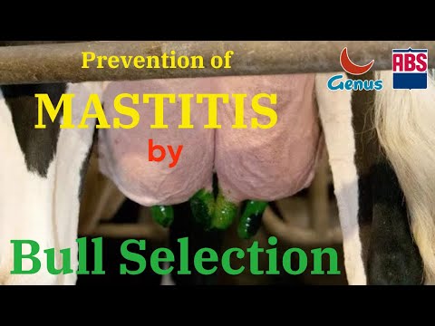मस्टाइटिस से बचने के लिए जीनोमिक bulls का चयन कैसे करेंI