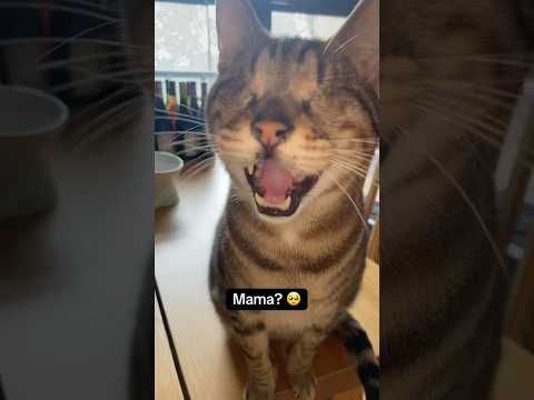 Blind cat cries for his mama 💔