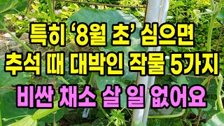 특히 8월 초 심으면 추석 때 딱 맞춰 수확하는 대박작물 5가지 이제 비싼 채소 사지 말고 이때 심어보세요