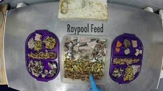 Food Prep