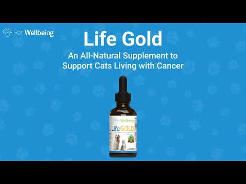 Pet Wellbeing - Life Gold for Cats Living with Cancer