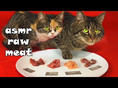 My cats choose from chicken, beef, pork and turkey meat asmr