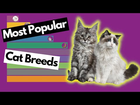 The Most Popular Cat Breeds 2011-2019 Presented by DI