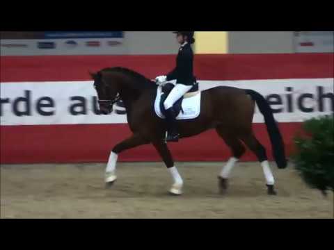 Flamini - Hengstschau mit Fürst Grandios