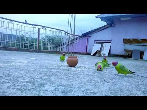 Morning Time  Birds Delight ( Watch In HD )