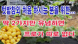 텃밭참외 처음 하시는 분을 위한, 딱 2가지만 유념하면 프로가 따로 없다 ( 박과작물 특성, 참외 성장 원리…