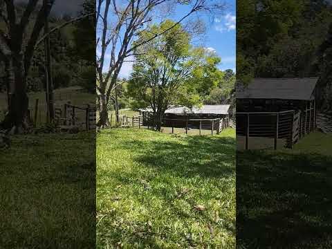 Texas # Paraná #. Tocantins #gado #pecuarista #fazenda #gado