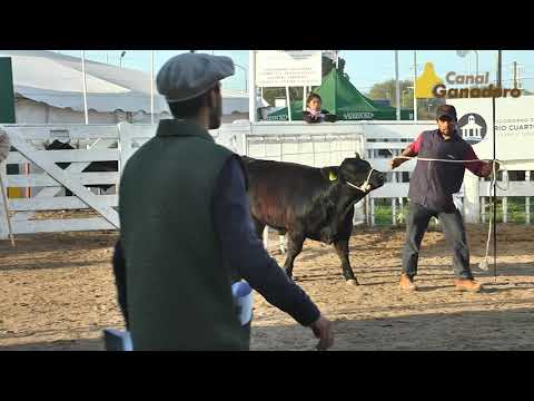 GRAN CAMPEON TERNERO ANGUS DE LA EXPOSICION