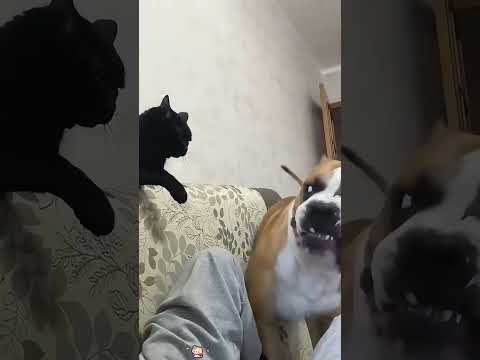 #funny #dogs #pet #dogshorts#doglife#interesting #cute