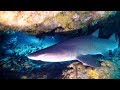 Südafrika 2017 - Protea Banks - die Höhle der Haie
