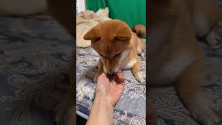 拳を作るととりあえず取り調べする豆柴 #shibainu #柴犬 #cute #犬のいる暮らし #dog