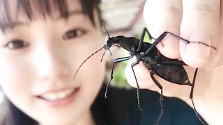 【Vlog】撮影中も虫探ししちゃう　in山口県