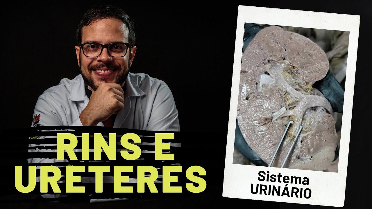 SISTEMA URINÁRIO: RINS E URETERES - AULA PRÁTICA COM PROF. ANDRÉ OLIVEIRA