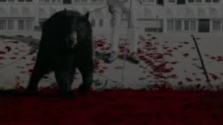 PLK - dingue (clip) exclu