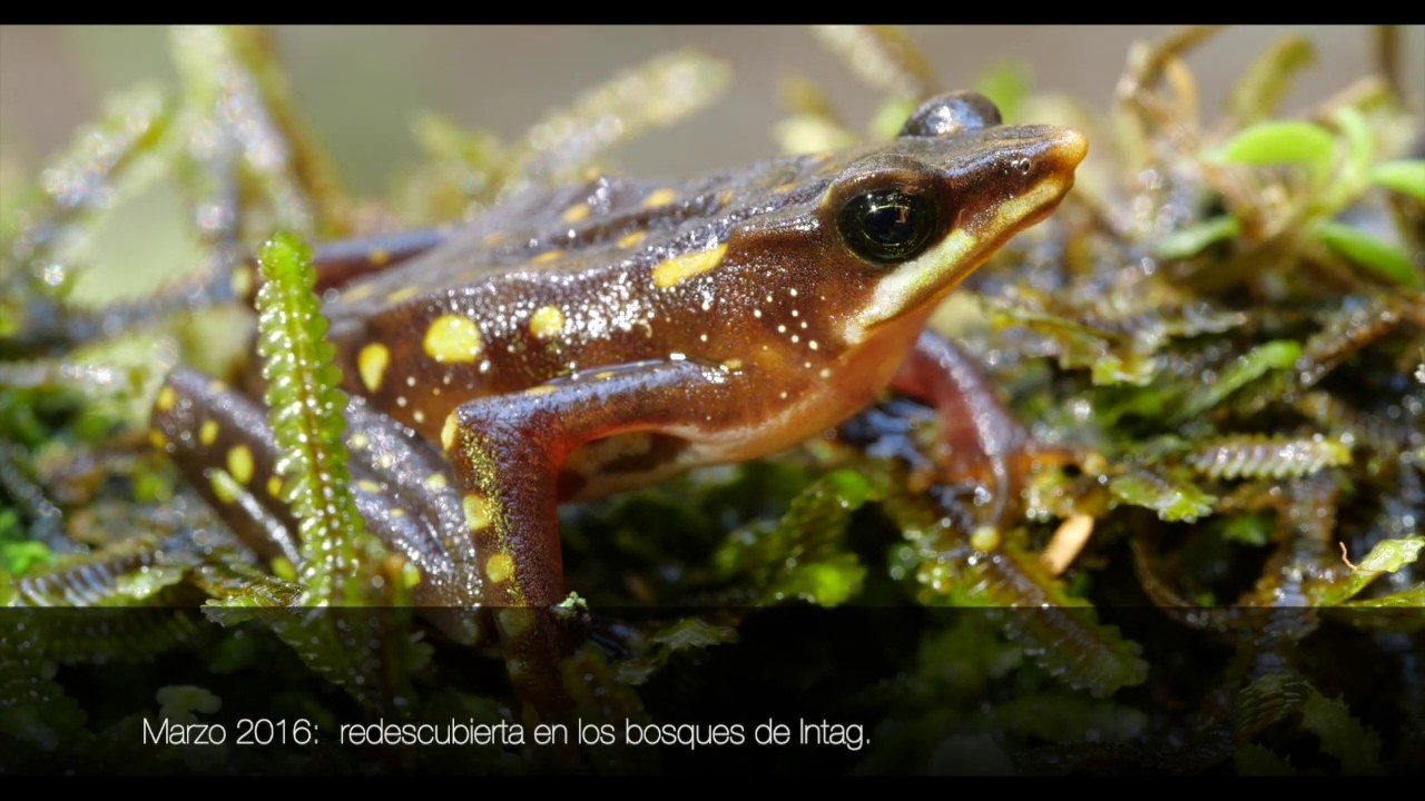 NACEN LAS PRIMERAS CRIAS DE LA RANA ARLEQUIN HOCICUDA EN LABORATORIO