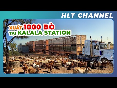 The Great Cow Heist: 1,000 Cows in 2 Hours