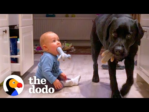 Dog Teaches His Little Human How To Be A Puppy | The Dodo Soulmates