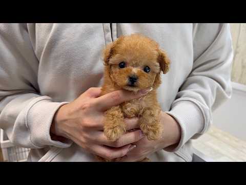 YouTube動画のサムネイル