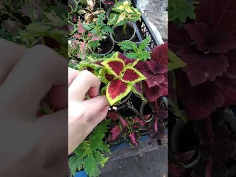 Фіттонія - набір 2 кольори - фото 1 - id-p1933799666