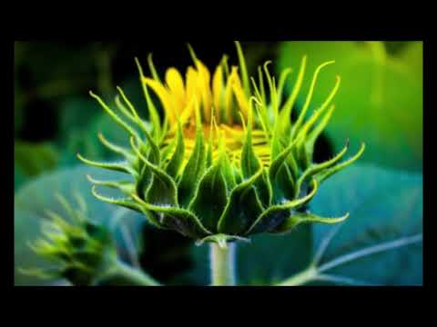 Sinllave - Abono (ft Bit Uni-Verso)