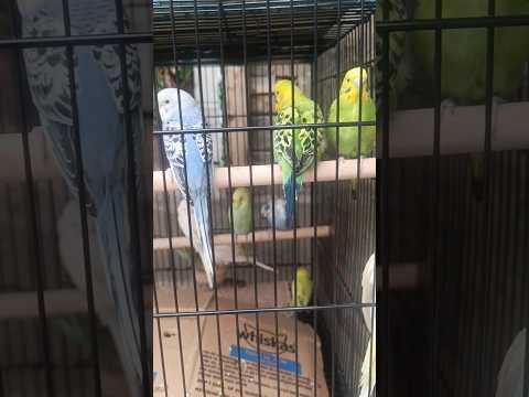 beautiful colourful birds🕊️ #youtubeshorts#trending##viral#like#share#subscribe#vlog prince abu