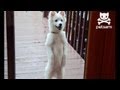 Dog stands on hind legs and begs to be let in 