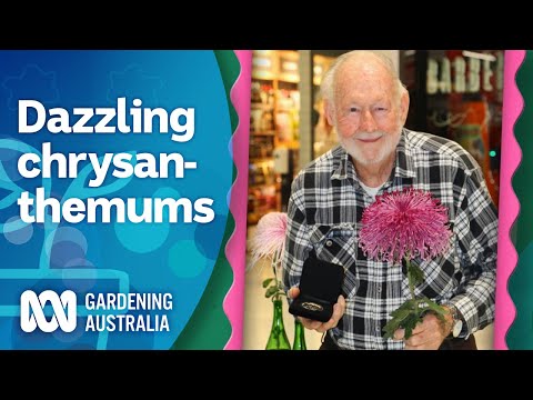 Dazzling Chrysanthemum Grower | My Garden Path | Gardening Australia