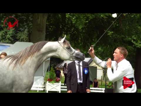 N.38 MT MATRIX - Scandinavian Open Championship 2017 - Colts 2 Years old (Class 7)