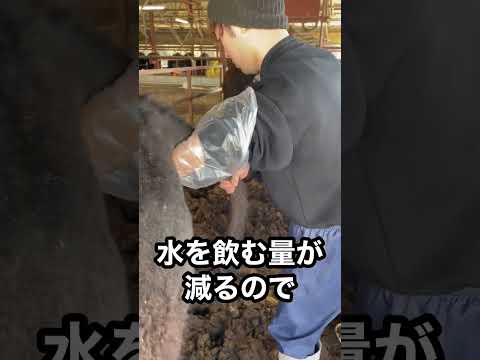 牛の品種 - 特徴と例と珍しさ -