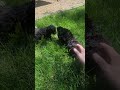 Mini Bernedoodle dogs for sale: Midnight  - Video 1