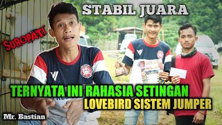 Download lagu BONGKAR RAHASIA Lovebird Fighter SUROPATI Sistem JUMPER bisa STABIL Juara & Durasi PANJANG ‼️ mp3