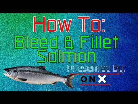 How to bleed and fillet salmon