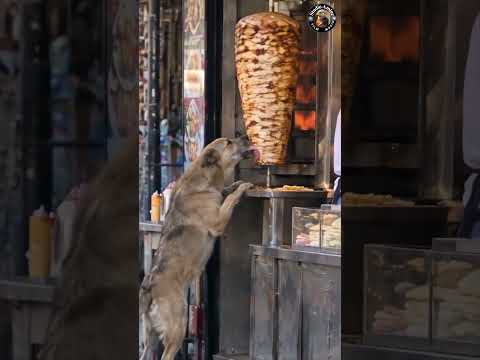 لكل كلب يومه.. الزبون السرّي جاع وقرّر يجرّب الشاورما بدون علم المعلّم! 😂🐕
