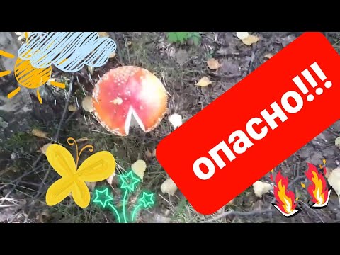 Съел мухомор! Живой?