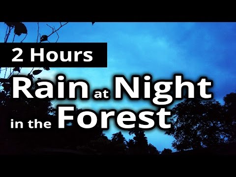 2 HOURS - RAIN at NIGHT in the TREES - Sounds for Sleep - Sleep Sounds