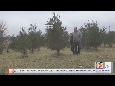 Harvest Heritage: Sunset Christmas Tree Farm