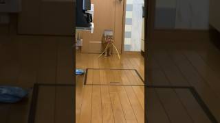 いっぱい遊びたい猫　my cat wants to play infinity #cat