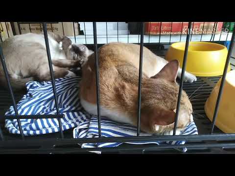 แมวน้อยน่ารัก  มาดูถุงเงินกับถุงทองกันนะคะ  I เจ้าแมวจอมซน @ Thanika chanel