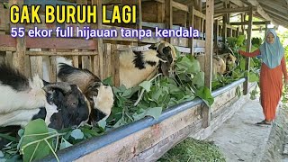 Download lagu Switched to Goat Farming and It Immediately Fits in Without Any Problems Full of Greens mp3 Download lagu Switched to Goat Farming and It Immediately Fits in Without Any Problems Full of Greens mp3
