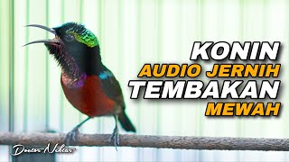Download lagu SUARA KONIN AUDIO JERNIH TEMBAKAN MEWAH COCOK UNTUK MASTERAN KOLIBRI NINJA IJOAN AGAR CEPAT NEMBAK mp3