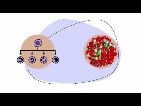 The Genetics of Acute Myeloid Leukemia (AML)