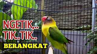 Download lagu NGETIK TIK.. TIK.. BERANGKAT, Pancing Emosi LOVEBIRD Lawan Agar ikut Bunyi NGEKEK mp3