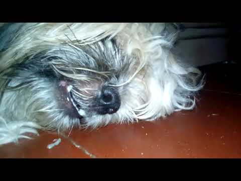 Nunca se compren un perro shit zu