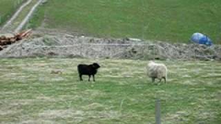 preview picture of video 'Sheep fight'