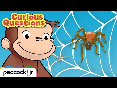 Why Do Spiders Build Webs? | CURIOUS QUESTIONS